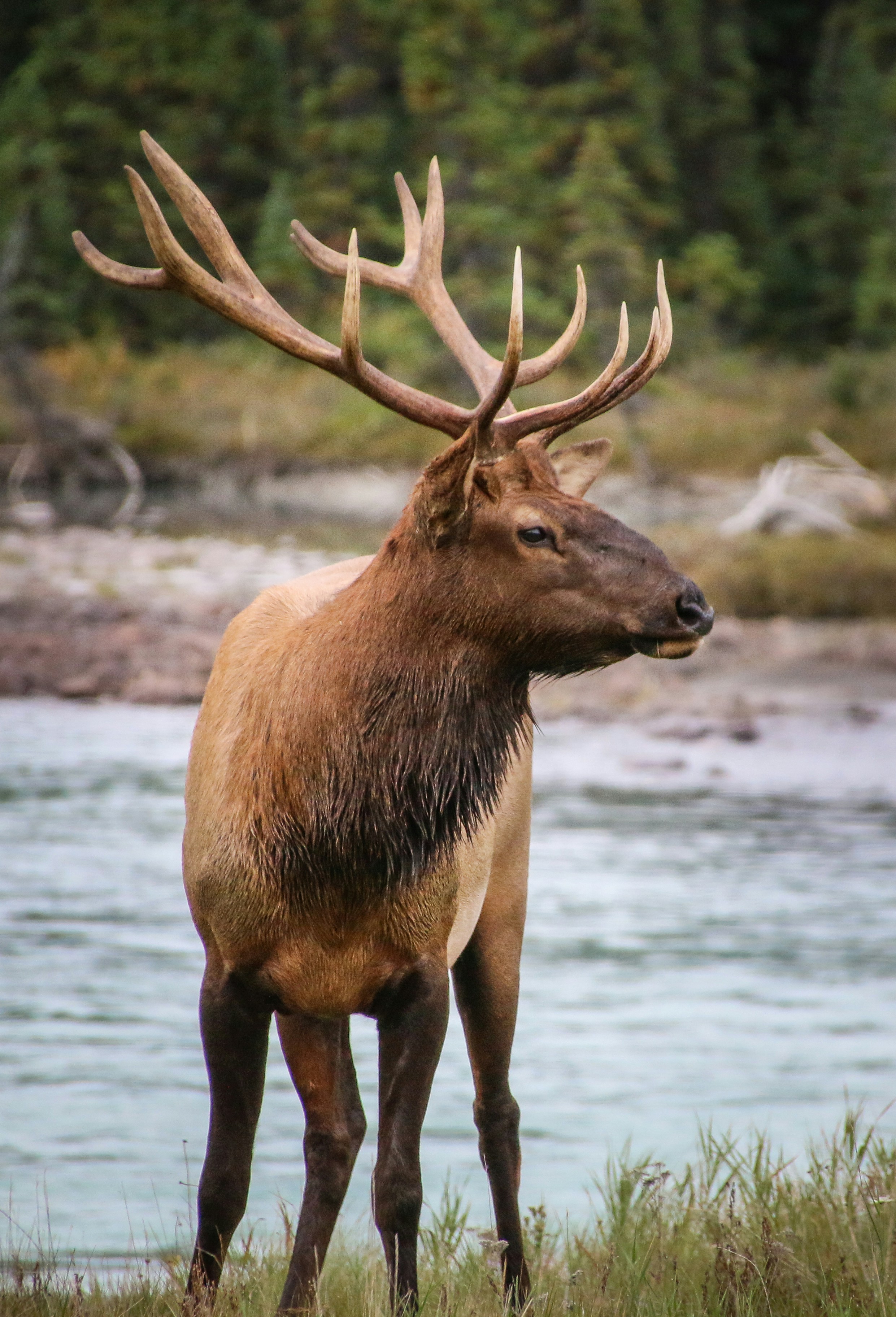 Rocky Mountain elk in wilderness