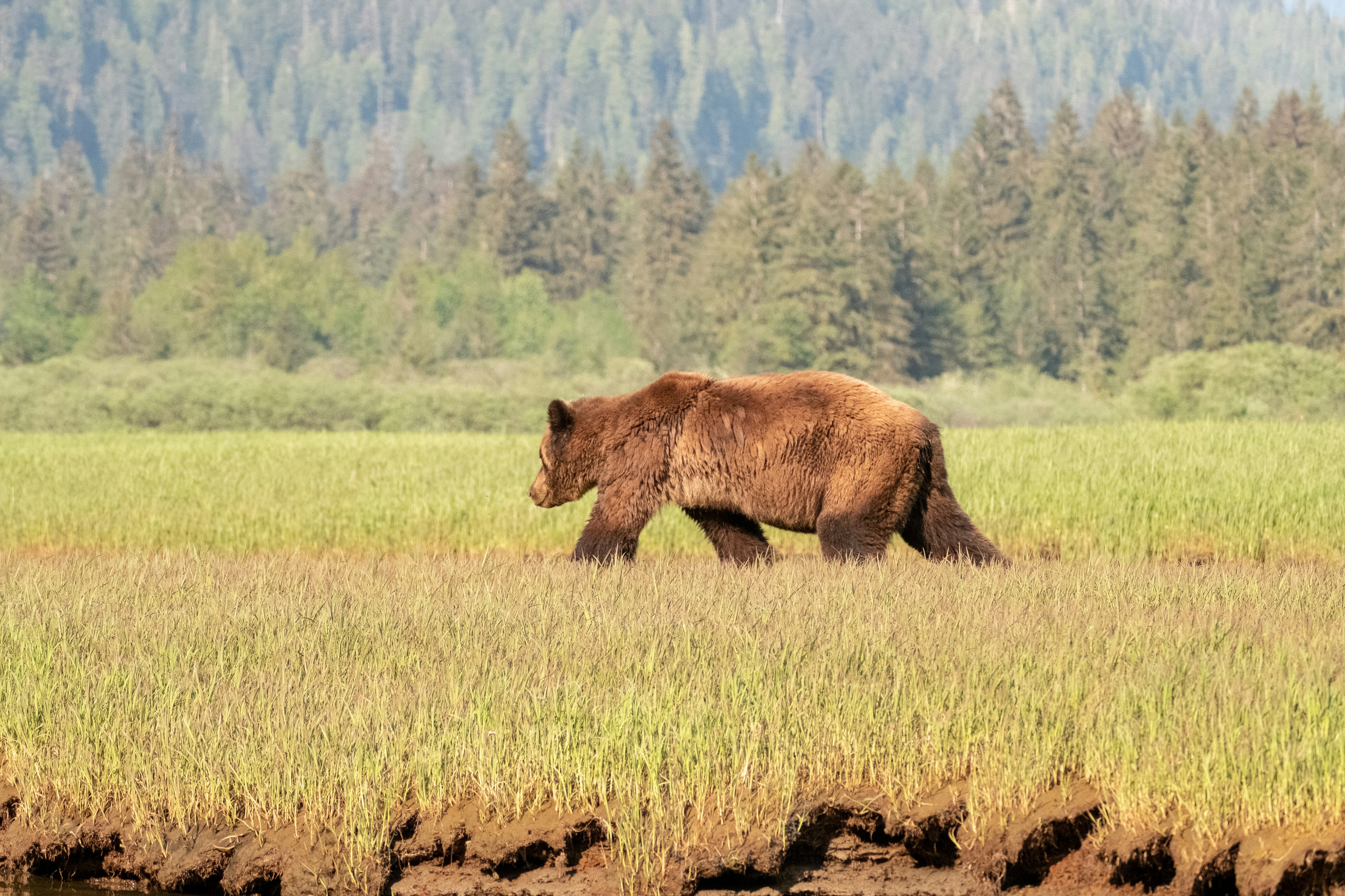 Grizzly bear, British Columbia